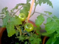 überwinterte Tomate.webp