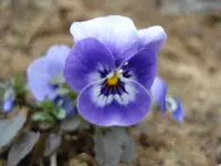 blumengesicht.webp