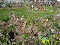 Felsenbirne.webp