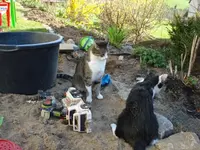 Katzenmachtspiele.webp