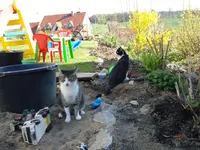 katzenmachtspiele 2.webp