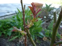 Laeuse.webp