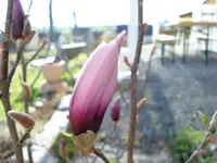 Magnolie.webp