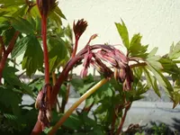 tr. Herz rosa.webp