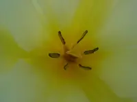 Tulpe.webp