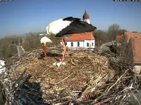 storch_big.webp