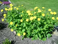 schöner Gemswurz.webp