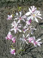 Magnolia.webp