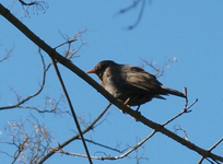 Amsel.webp