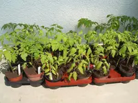 Garten 056.webp