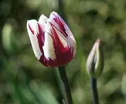 lila-weiß2_klein.webp