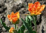 orangefarbene Tulpen mit Biene_klein.jpg