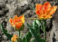 orangefarbene Tulpen mit Biene_klein.webp