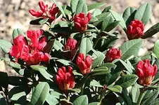 Blüten Burletta_klein.webp