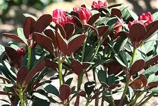 Rhodi Burletta_klein.webp