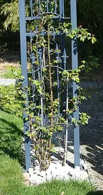 Maigold-Triebe_klein.webp