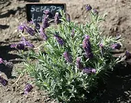 Schopf-Lavendel_klein.webp