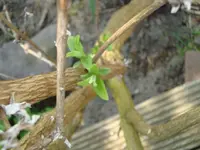 DSC02661.webp