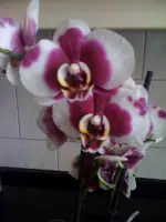 neue Orchidee.webp