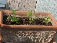 DSCF0685.webp
