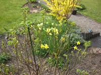 Garten April 3 007.webp