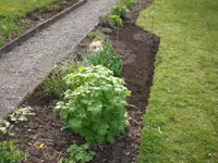 Garten April 3 011.webp