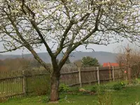Garten April 3 014.webp