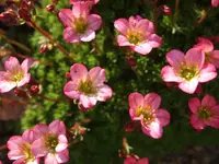 moossteinbr-rosa.webp
