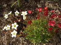 moossteinbr-rotweiss.webp