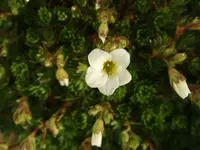 moossteinbr-weiss.webp