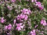 polsterphlox rosa.jpg