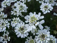 schleifenblume.webp
