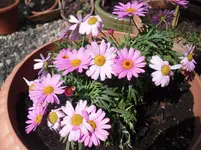 19.4.2010 005.webp