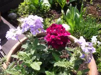 19.4.2010 007.webp