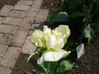 19.4.2010 016.webp