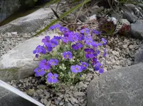 19.4.2010 018.webp