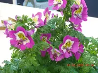 Bauernorchidee2010.webp