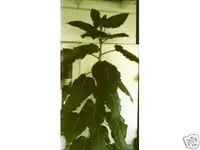 tamarillo groß.webp