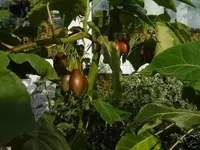 tamarillo früchte.webp