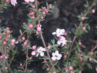 Mandella4.webp