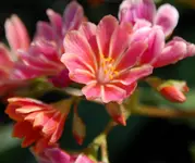 DSC_4905.webp