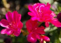 DSC_4903.webp