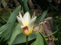 Garten Frühling 2010 020.webp