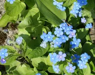 blaue Blume.webp