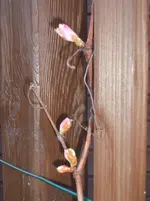 Garten 048.webp