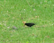aufFuttersuche.webp