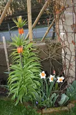 Garten 18.04 (8).webp