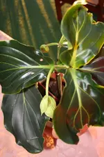 Garten 18.04 (13).webp