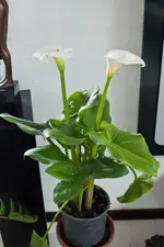 Callas_001.webp