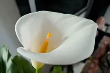 Callas_002.webp